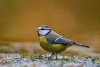 Mésange bleue