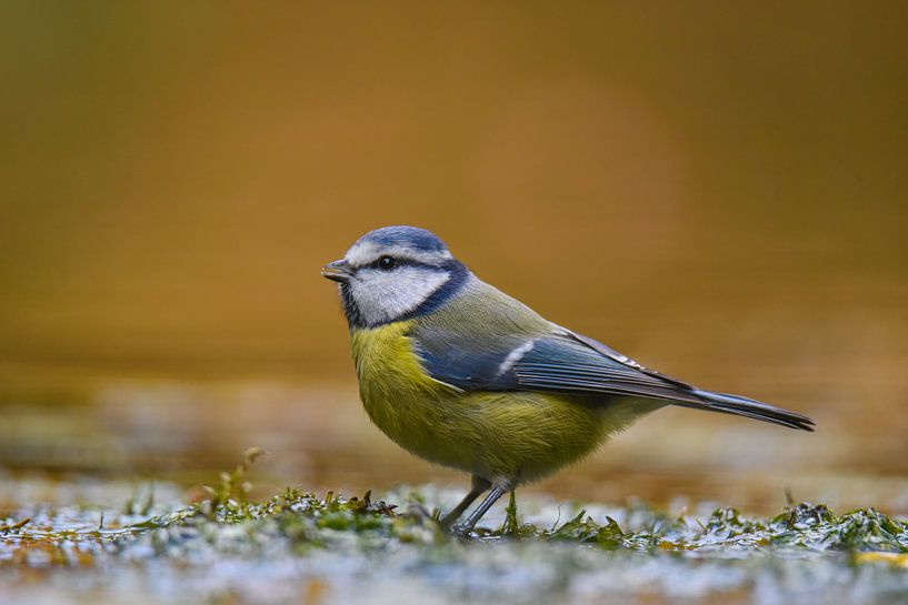 Mésange bleue par Miranda Rijnen Fotografie