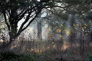 Licht und Schatten von Olha Rohulya