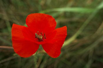 Mohn mit Schwebfliege