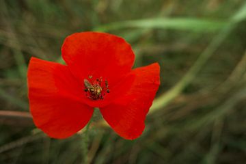 Coquelicot avec un sylvain sur Jurjen Melinga