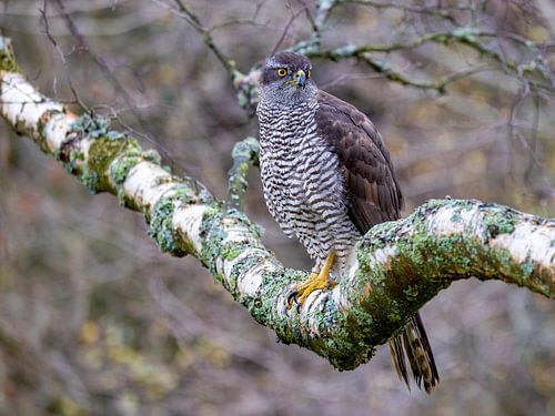 Goshawk in tree