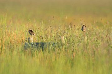 Snipe (Gallinago gallinago) and Redshank on a pole in a meadow in Friesland by Marcel van Kammen