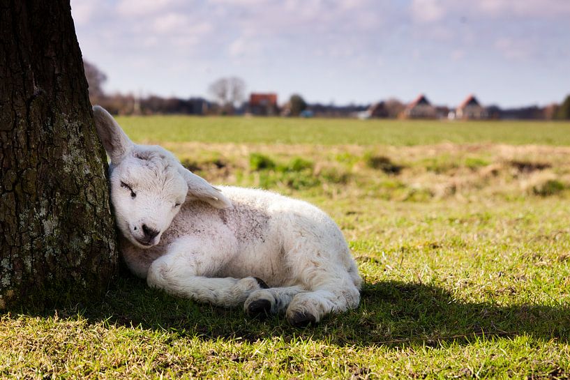 Lamb at rest by Harld Roling