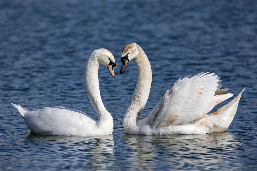 Swans making love by Andreas Müller