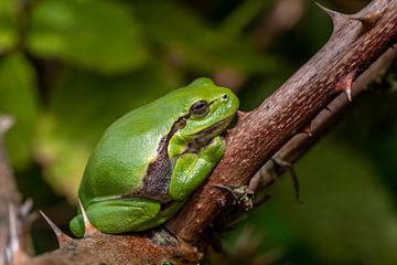 Tree frog enjoying the sunshine. by Els Oomis