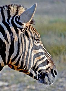 Portret van een zebra