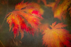 Maple leaves in autumn sunlight by ahafineartimages