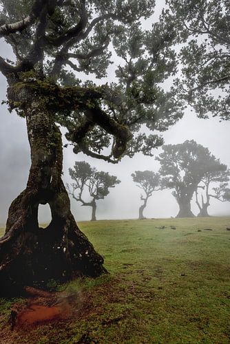 Fanal Forest auf Madeira von Dirk Rüter