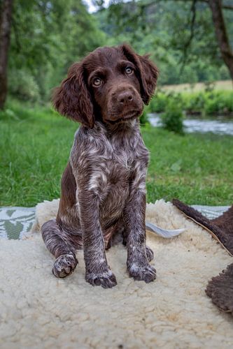 Sitting Heath Watch puppy on a rug at the