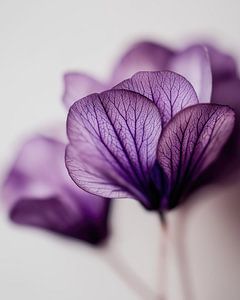 Amethystblüte