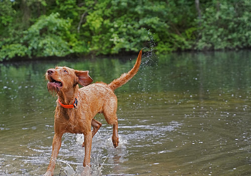 Waterspelletjes aan het meer met een bruine Magyar Vizsla ruwharige hond .