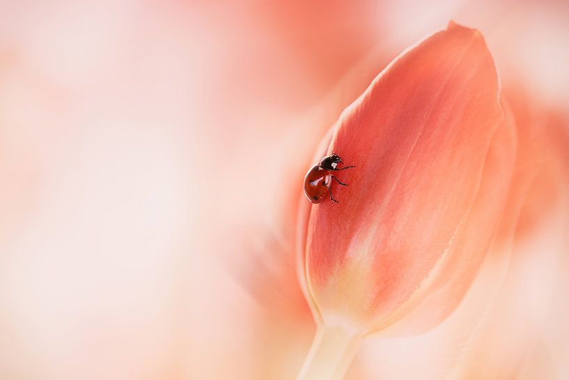 Vereinfachung von Ellen van Deelen