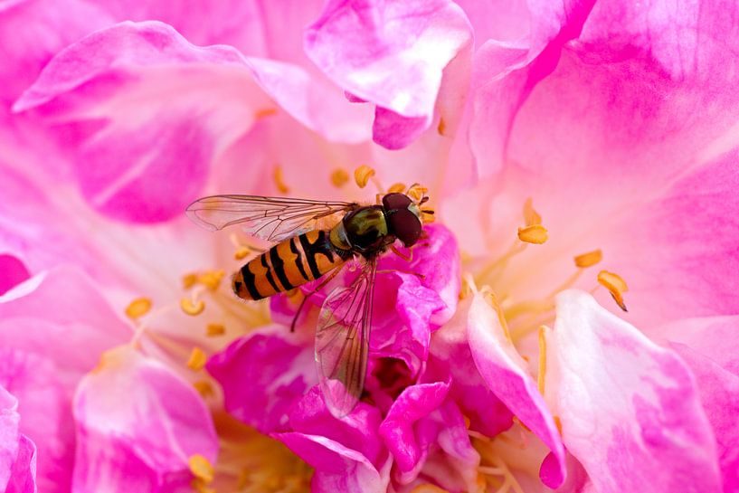 wasp on a pink flower by W J Kok