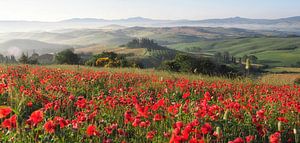 Tuscan Poppies sur Bart Ceuppens
