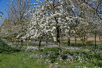 Bloesems in Rijckholt