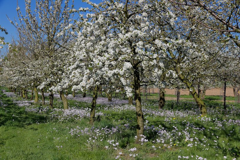 Bloesems in Rijckholt by Ton Reijnaerdts