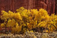 Herbst im  Capitol Reef Nationalpark, Utah, USA von Markus Lange Miniaturansicht