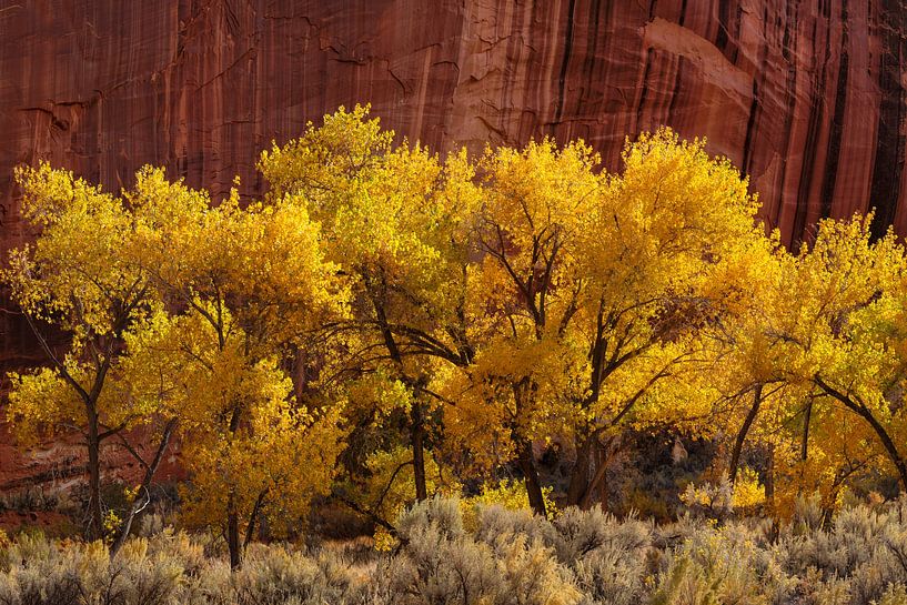 Herbst im  Capitol Reef Nationalpark, Utah, USA von Markus Lange