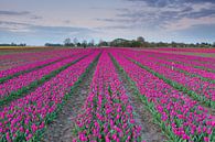 Typisch Nederlands - Tulpen van Niels Heinis thumbnail