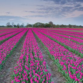 Typical Dutch - Tulips sur Niels Heinis