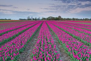 Typical Dutch - Tulips by Niels Heinis