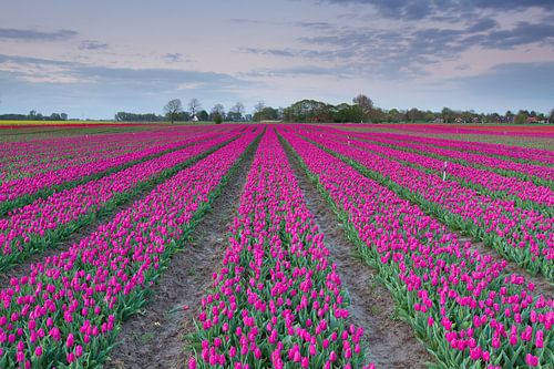 Typical Dutch - Tulips sur Niels Heinis