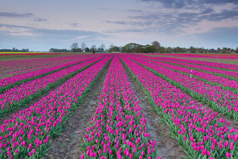 Typisch Nederlands - Tulpen von Niels Heinis