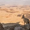 Steinbock in Mitzpe Ramon, Israel von Janny Beimers