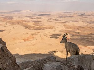 Steinbock in Mitzpe Ramon, Israel