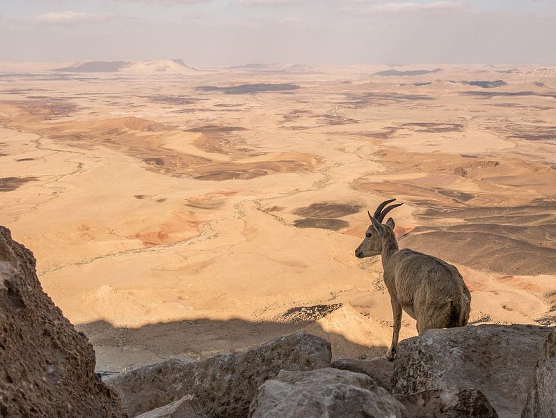 Steinbock in Mitzpe Ramon, Israel von Janny Beimers