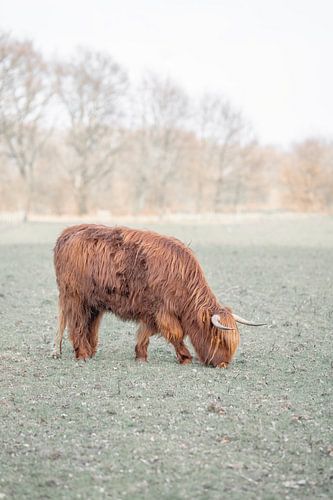 Rustige Grazer Een Moment van Vrede schotse hooglander