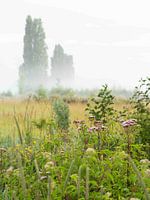 morning mist over the fields