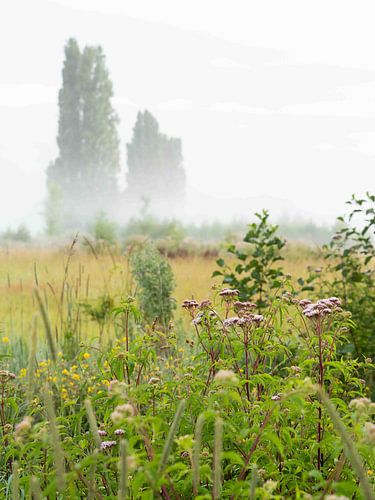 brume matinale sur les champs
