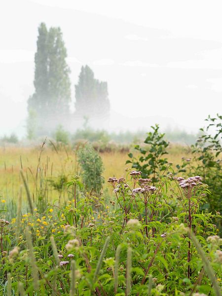 Morgennebel über den Feldern von Helene de Jongh
