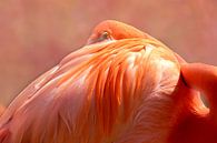 Flamingo van D Meijer thumbnail