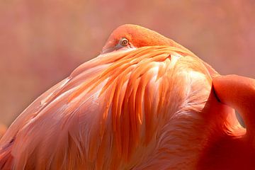 Flamingo von D Meijer