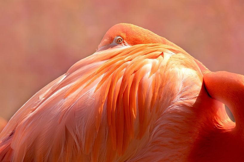Flamingo van D Meijer