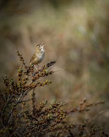 A grasshopper warbler in the dunes