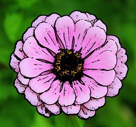 Zinnia
