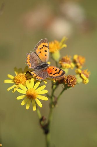 Orange butterfly on yellow flowers