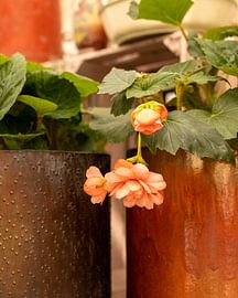 Still life, Green House Begonia in copper pot by Oda Slofstra