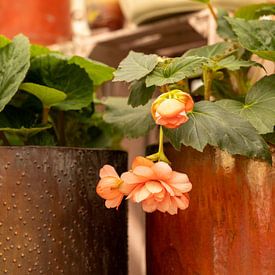 Stilleben, Grüne Hausbegonie im Kupfertopf von Oda Slofstra