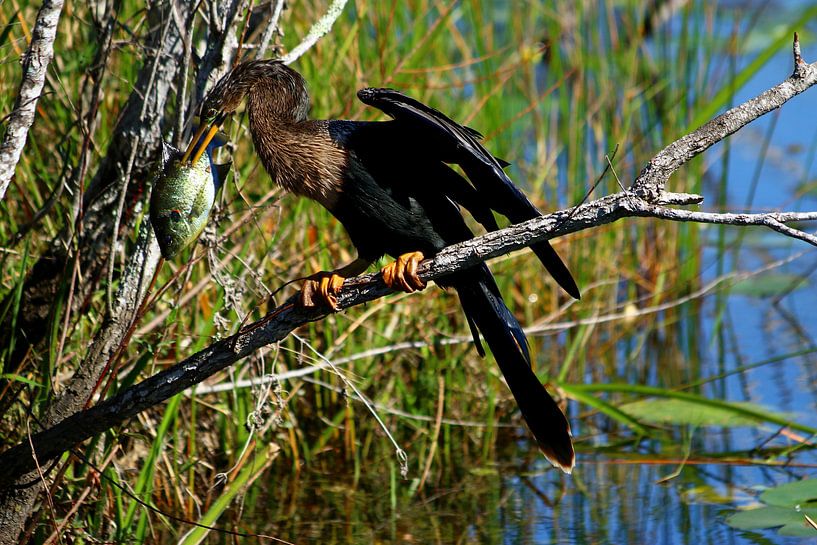 Der Kampf mit der Mahlzeit - Struggling with the Meal von Christiane Schulze