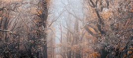 misty chaos in autumn forest by Michel Seelen