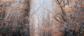 nebliges Chaos im Herbstwald von Michel Seelen