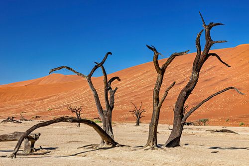 Le Deadvlei en Namibie