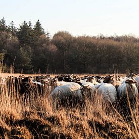 Curieux troupeau de moutons sur Leonie .