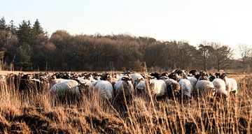 Curieux troupeau de moutons sur Leonie .