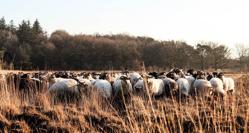 Curieux troupeau de moutons par Leonie .